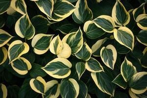 Lush green and yellow variegated leaves in a natural pattern. photo