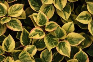 Lush green and yellow variegated leaves in close-up. photo