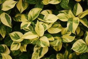 Lush green and yellow variegated leaves close-up. photo