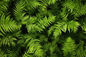 Lush green ferns creating a dense, vibrant foliage. photo
