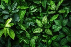 Lush green foliage creating a vibrant natural backdrop. photo