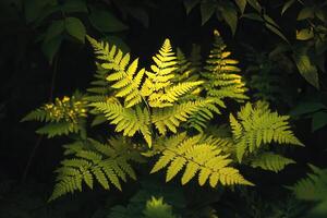 Lush green ferns illuminated by soft light. photo