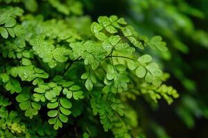 Lush green ferns with droplets of water. photo