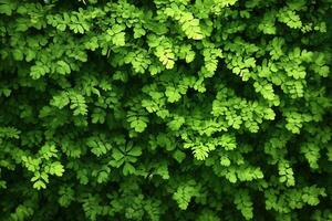 Lush green foliage creates a vibrant natural backdrop. photo