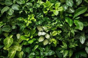 Lush green foliage creating a vibrant plant wall display. photo