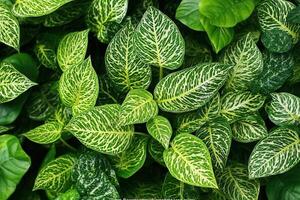 Lush green foliage with intricate leaf patterns. photo