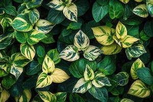 Lush green foliage with variegated leaves. photo