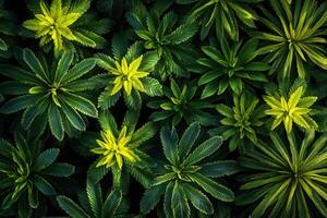 Lush green foliage with varying leaf patterns and colors. photo