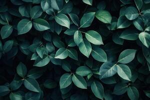 Lush green leaves creating a dense foliage backdrop. photo