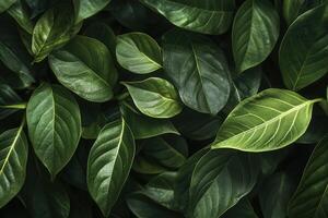 Lush green leaves creating a natural, vibrant backdrop. photo