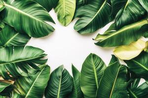 Lush green leaves arranged in a circular pattern. photo