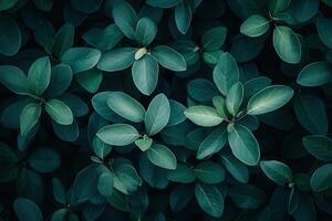 Lush green leaves creating a serene natural backdrop. photo
