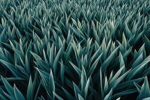 Lush green leaves creating a serene natural landscape. photo
