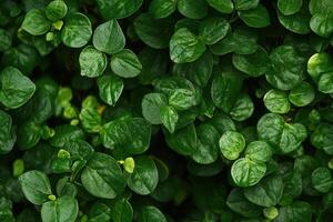 Lush green leaves creating a vibrant natural backdrop. photo