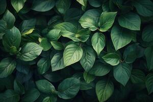 Lush green leaves creating a vibrant natural backdrop. photo