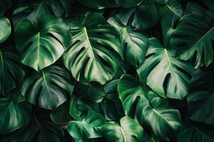 Lush green leaves creating a vibrant natural backdrop. photo