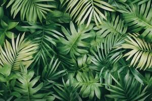Lush green leaves creating a vibrant natural backdrop. photo