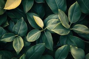 Lush green leaves creating a vibrant natural backdrop. photo