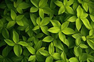 Lush green leaves creating a vibrant natural background. photo