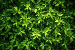 Lush green leaves creating a vibrant natural texture. photo