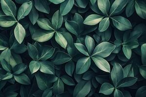 Lush green leaves creating a vibrant natural texture. photo