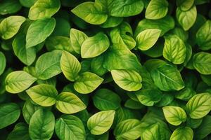 Lush green leaves creating a vibrant natural texture. photo