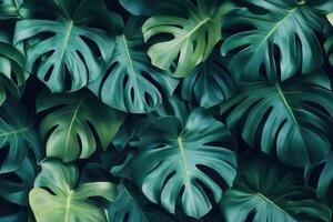 Lush green leaves creating a vibrant, natural backdrop. photo