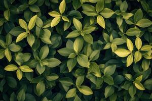 Lush green leaves creating a vibrant, natural pattern. photo