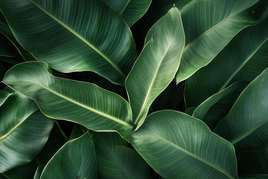 Lush green leaves creating a vibrant, natural backdrop. photo