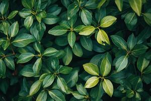 Lush green leaves densely packed in a natural setting. photo