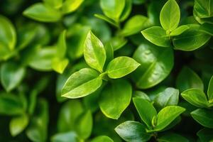 Lush green leaves creating a vibrant, natural backdrop. photo