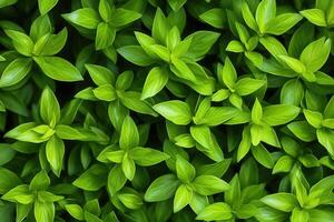 lozano verde hojas densamente lleno para un vibrante natural mirar. foto