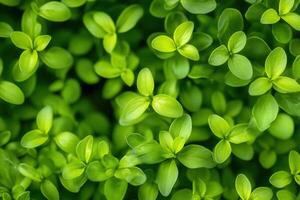 Lush green leaves creating a vibrant, natural texture. photo
