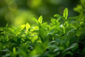 Lush green leaves illuminated by soft sunlight. photo