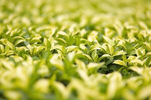 Lush green leaves creating a vibrant, natural scene. photo