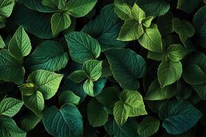 Lush green leaves in various shades and textures. photo