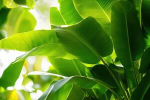 Lush green leaves illuminated by soft sunlight. photo