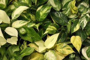 Lush green leaves in various shades and patterns. photo