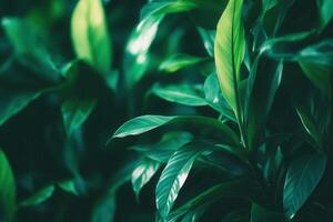 Lush green leaves with a glossy texture. photo