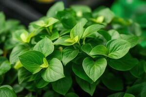 Lush green leaves of a vibrant indoor plant. photo