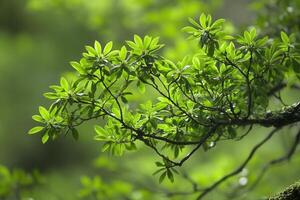 Lush green leaves on a branch in a natural setting. photo
