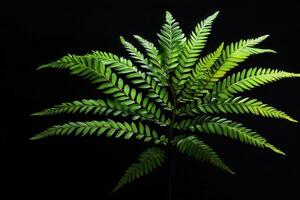 Lush green fern against a dark background. photo