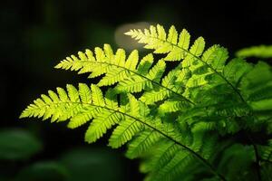 Lush green fern leaves illuminated by soft light. photo