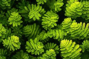 Lush green fern leaves creating a vibrant natural pattern. photo