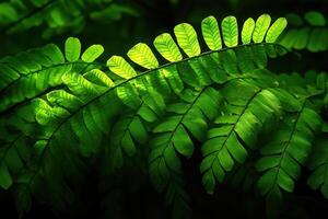Lush green fern leaves illuminated by soft light. photo