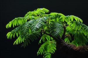 Lush green fern leaves against a dark background. photo