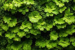Lush green ferns covering a textured surface. photo