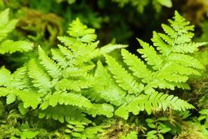 Lush green fern leaves on a mossy surface. photo