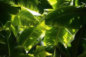 Lush green banana leaves illuminated from behind. photo