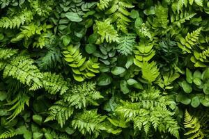 Lush green ferns and leaves create a vibrant wall of foliage. photo